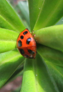 Harlequin Ladybird